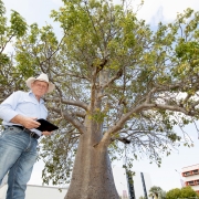 Darwin arborist Bill Sullivan has been tasked with the development of a Tree Protection Plan for the Boab tree together with 21 Bismarckia Palms on the site boundary.